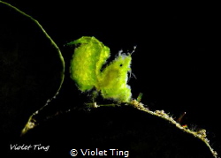tiny hairy shrimp on green leaf, using torch light to sho... by Violet Ting 